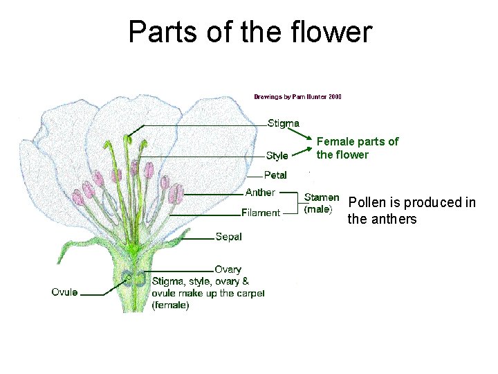 Parts of the flower Female parts of the flower Pollen is produced in the