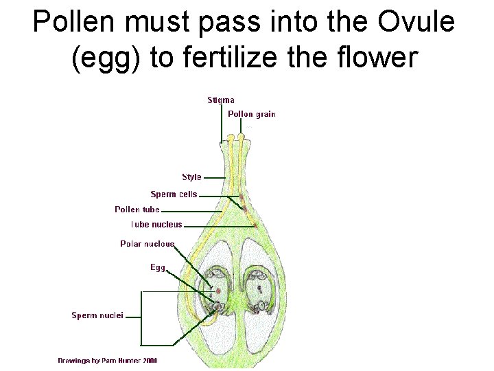 Pollen must pass into the Ovule (egg) to fertilize the flower 