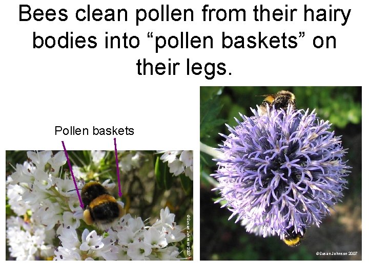 Bees clean pollen from their hairy bodies into “pollen baskets” on their legs. Pollen