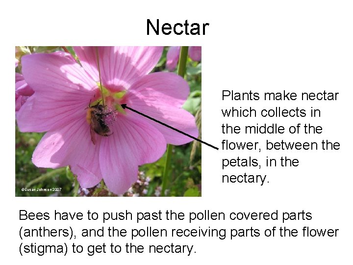 Nectar Plants make nectar which collects in the middle of the flower, between the