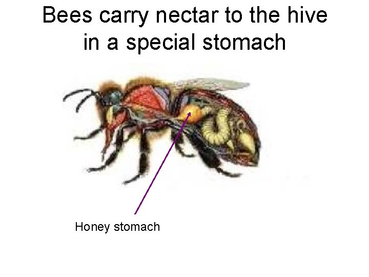 Bees carry nectar to the hive in a special stomach Honey stomach 