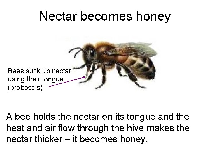 Nectar becomes honey Bees suck up nectar using their tongue (proboscis) A bee holds