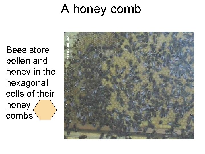 Bees store pollen and honey in the hexagonal cells of their honey combs ©Susan