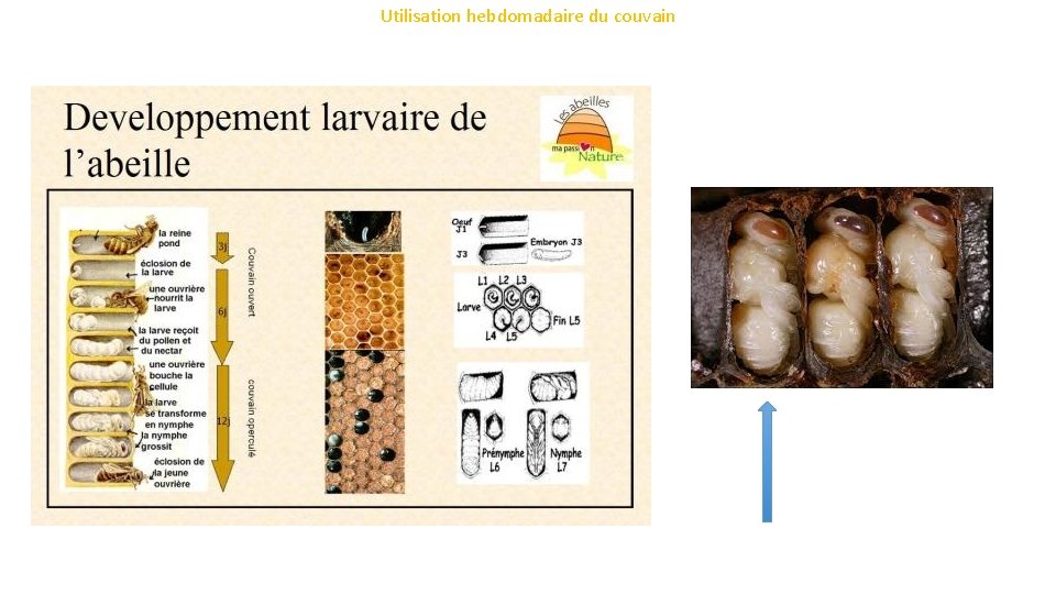 Utilisation hebdomadaire du couvain 