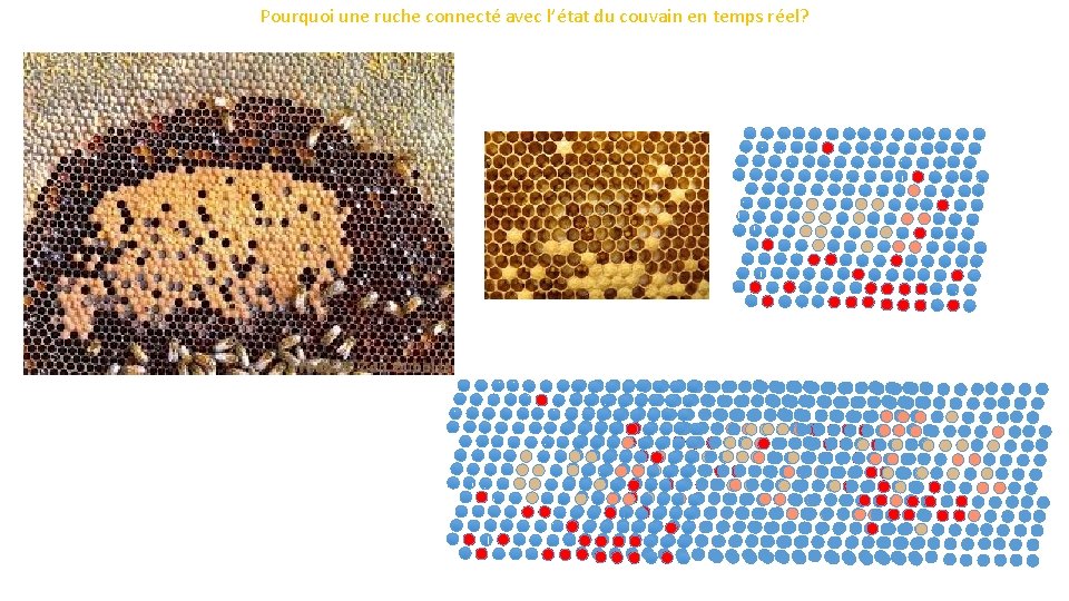 Pourquoi une ruche connecté avec l’état du couvain en temps réel? 