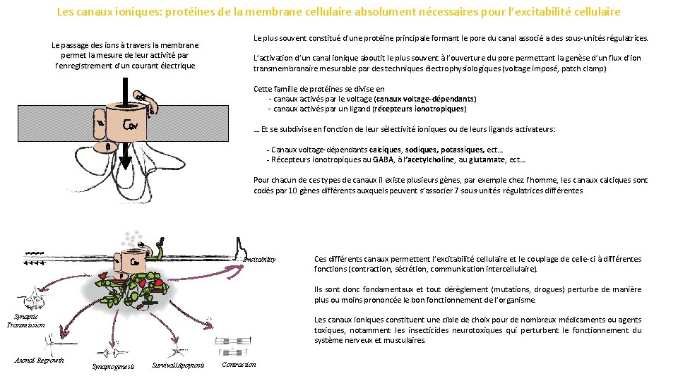 Les canaux ioniques: protéines de la membrane cellulaire absolument nécessaires pour l’excitabilité cellulaire Le