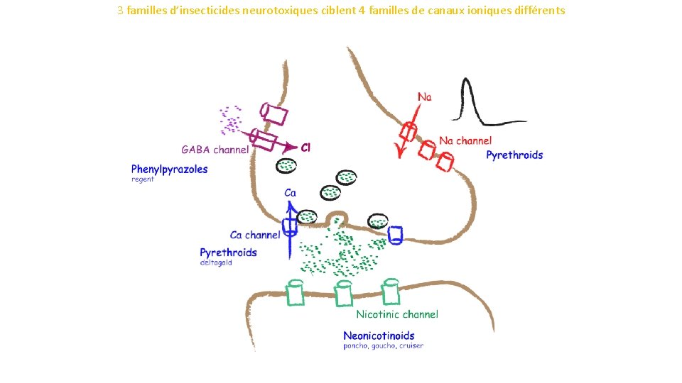 3 familles d’insecticides neurotoxiques ciblent 4 familles de canaux ioniques différents 