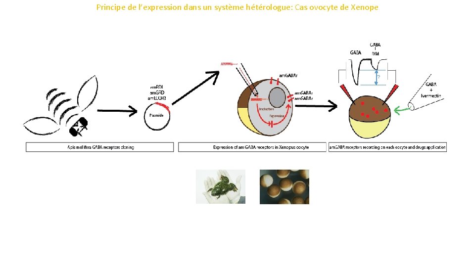 Principe de l’expression dans un système hétérologue: Cas ovocyte de Xenope ? 