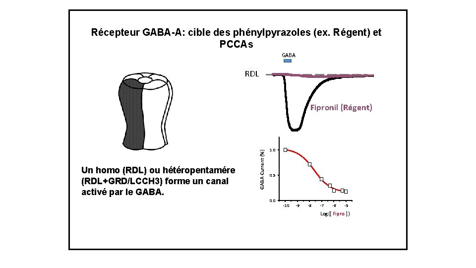 Récepteur GABA-A: cible des phénylpyrazoles (ex. Régent) et PCCAs GABA RDL Un homo (RDL)