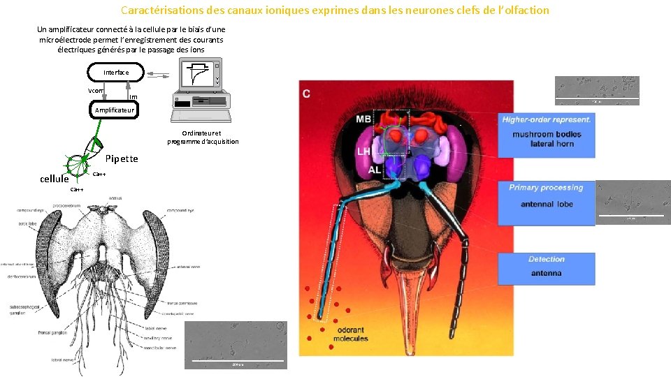 Caractérisations des canaux ioniques exprimes dans les neurones clefs de l’olfaction Un amplificateur connecté