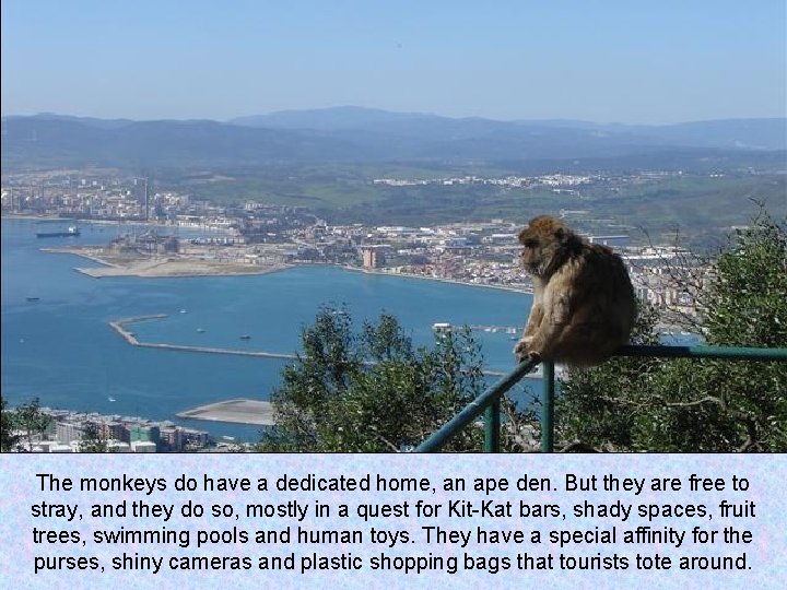 The monkeys do have a dedicated home, an ape den. But they are free