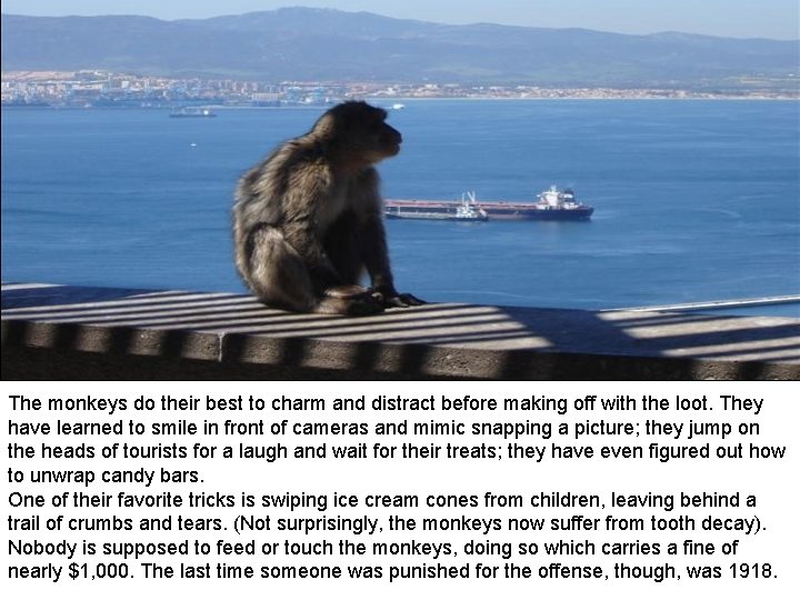 The monkeys do their best to charm and distract before making off with the