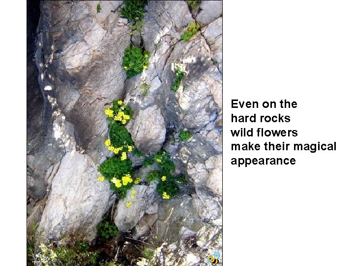 Even on the hard rocks wild flowers make their magical appearance 