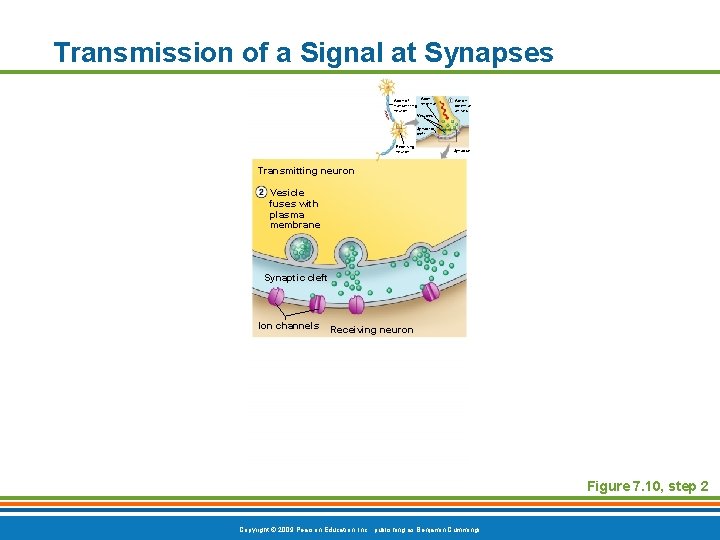 Transmission of a Signal at Synapses Axon of transmitting terminal neuron Vesicles Action potential