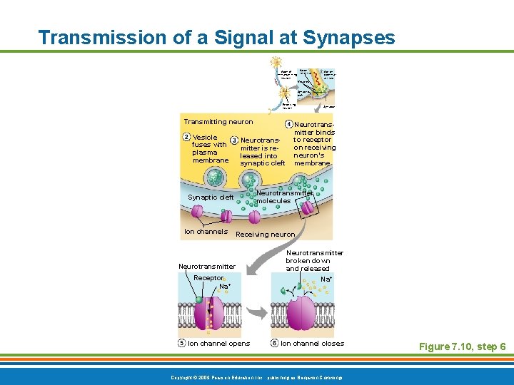 Transmission of a Signal at Synapses Axon of terminal transmitting neuron Vesicles Action potential