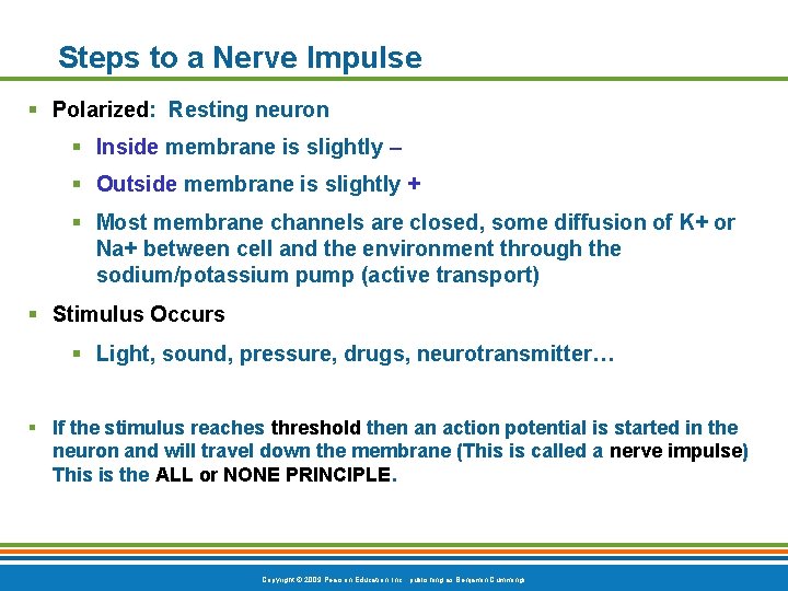 Steps to a Nerve Impulse § Polarized: Resting neuron § Inside membrane is slightly