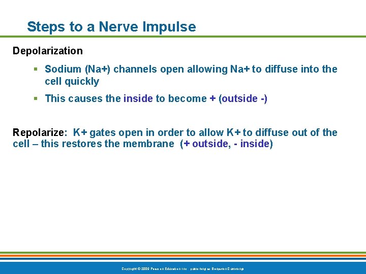Steps to a Nerve Impulse Depolarization § Sodium (Na+) channels open allowing Na+ to