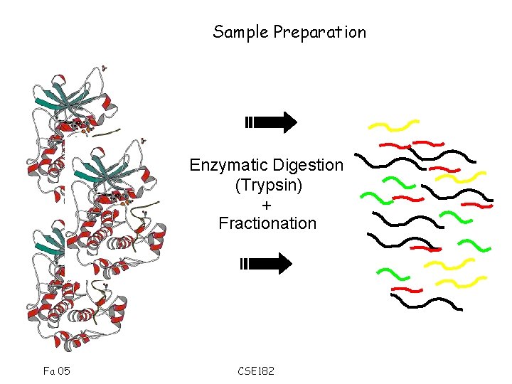 Sample Preparation Enzymatic Digestion (Trypsin) + Fractionation Fa 05 CSE 182 