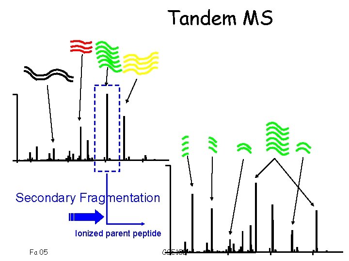 Tandem MS Secondary Fragmentation Ionized parent peptide Fa 05 CSE 182 