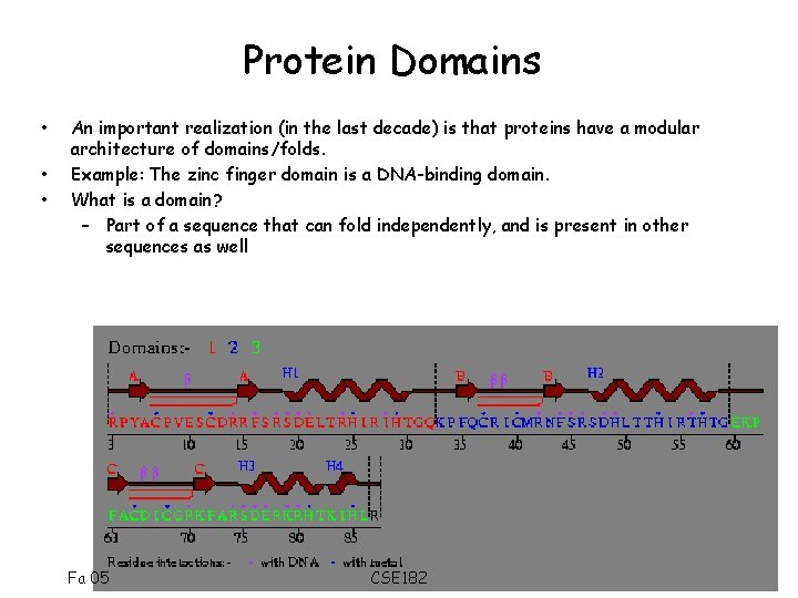Protein Domains • • • An important realization (in the last decade) is that