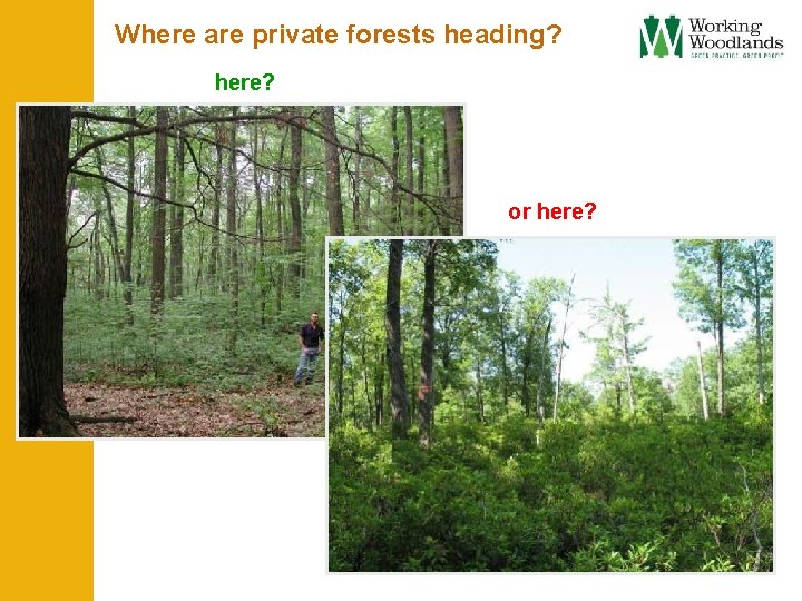 Where are private forests heading? here? or here? 