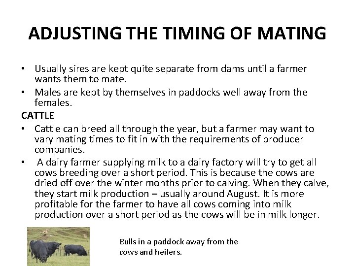 ADJUSTING THE TIMING OF MATING • Usually sires are kept quite separate from dams