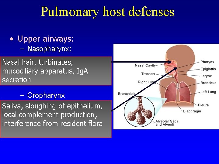 Pulmonary host defenses • Upper airways: – Nasopharynx: Nasal hair, turbinates, mucociliary apparatus, Ig.