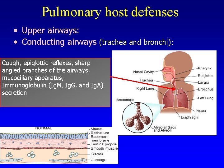 Pulmonary host defenses • Upper airways: • Conducting airways (trachea and bronchi): Cough, epiglottic