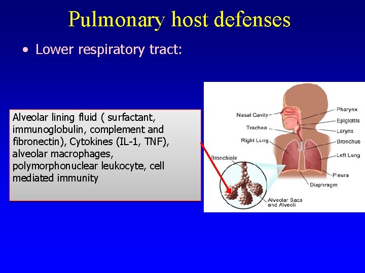 Pulmonary host defenses • Lower respiratory tract: Alveolar lining fluid ( surfactant, immunoglobulin, complement