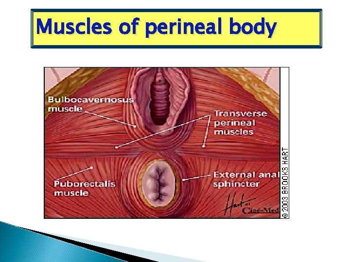 Muscles of perineal body 