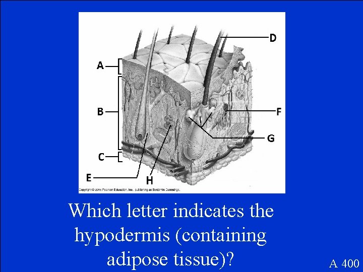 Which letter indicates the hypodermis (containing adipose tissue)? A 400 