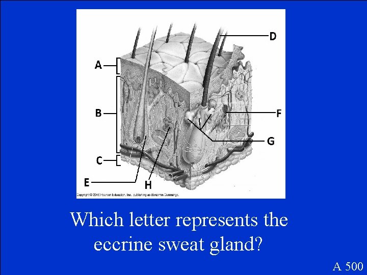 Which letter represents the eccrine sweat gland? A 500 