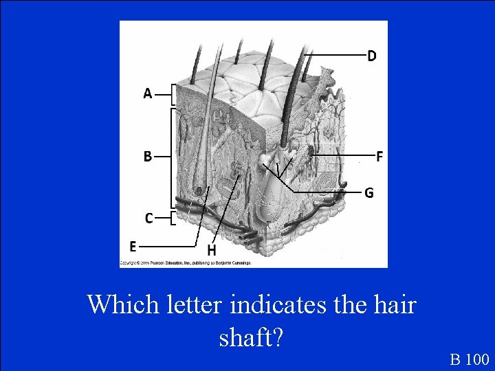Which letter indicates the hair shaft? B 100 
