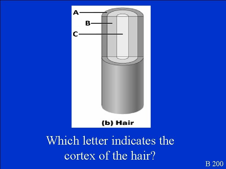 Which letter indicates the cortex of the hair? B 200 