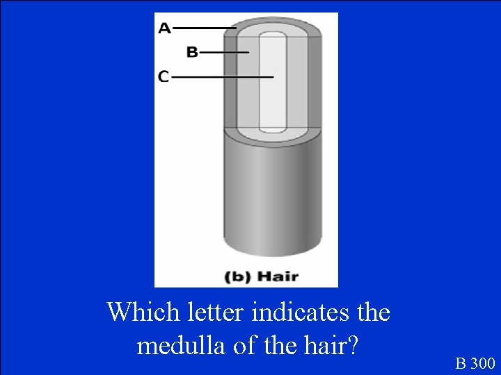 Which letter indicates the medulla of the hair? B 300 