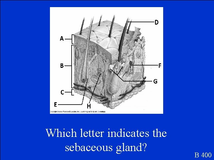 Which letter indicates the sebaceous gland? B 400 