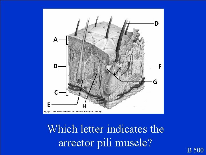 Which letter indicates the arrector pili muscle? B 500 