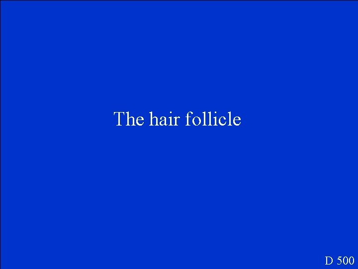 The hair follicle D 500 