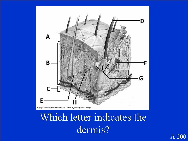 Which letter indicates the dermis? A 200 
