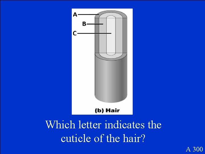 Which letter indicates the cuticle of the hair? A 300 