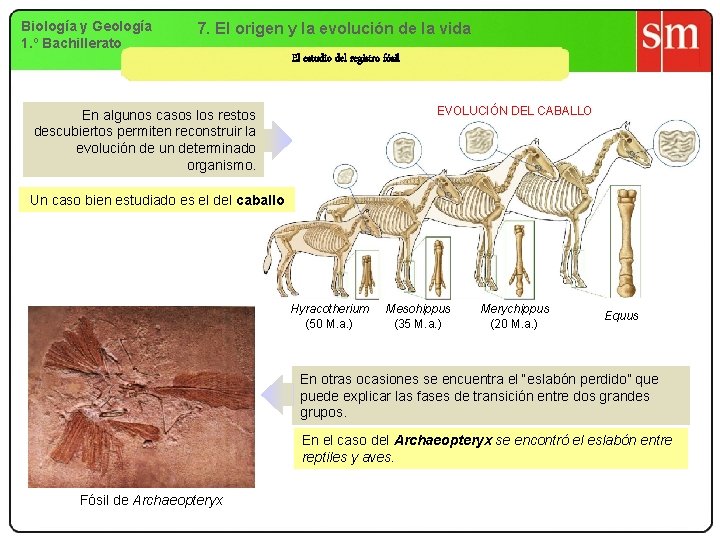 Biología y Geología 1. º Bachillerato 7. El origen y la evolución de la