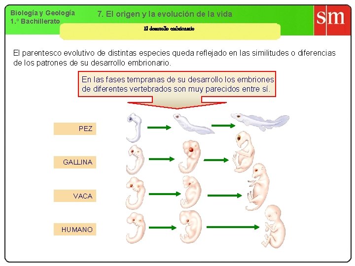 Biología y Geología 1. º Bachillerato 7. El origen y la evolución de la