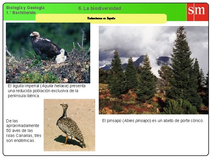 Biología y Geología 1. º Bachillerato 6. La biodiversidad Endemismos en España El águila Biología y Geología 1. º Bachillerato 6. La biodiversidad Endemismos en España El águila