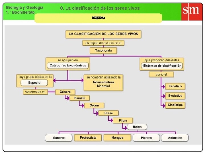 Biología y Geología 1. º Bachillerato 8. La clasificación de los seres vivos ESQUEMA Biología y Geología 1. º Bachillerato 8. La clasificación de los seres vivos ESQUEMA