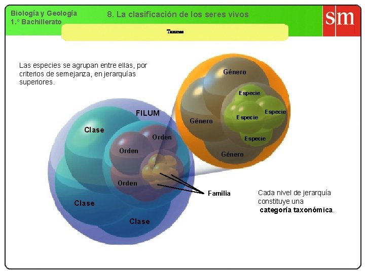 Biología y Geología 1. º Bachillerato 8. La clasificación de los seres vivos Taxones Biología y Geología 1. º Bachillerato 8. La clasificación de los seres vivos Taxones