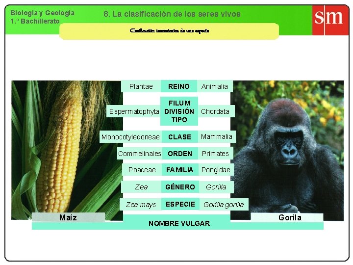 Biología y Geología 1. º Bachillerato 8. La clasificación de los seres vivos Clasificación Biología y Geología 1. º Bachillerato 8. La clasificación de los seres vivos Clasificación