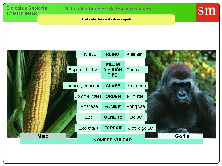 Biología y Geología 1. º Bachillerato 8. La clasificación de los seres vivos Clasificación