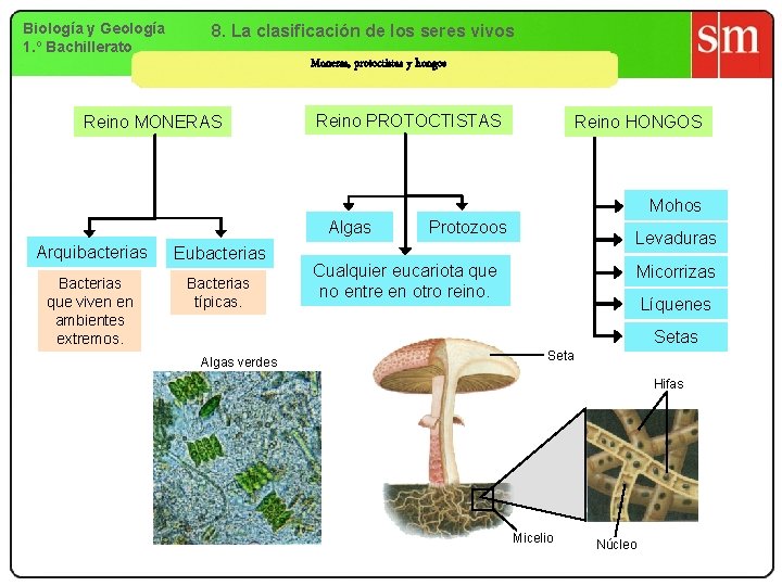 Biología y Geología 1. º Bachillerato 8. La clasificación de los seres vivos Moneras,