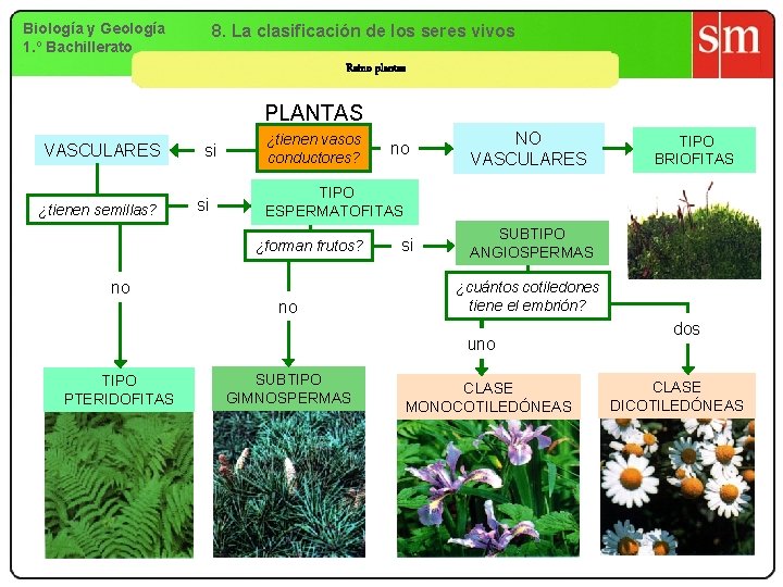 Biología y Geología 1. º Bachillerato 8. La clasificación de los seres vivos Reino Biología y Geología 1. º Bachillerato 8. La clasificación de los seres vivos Reino