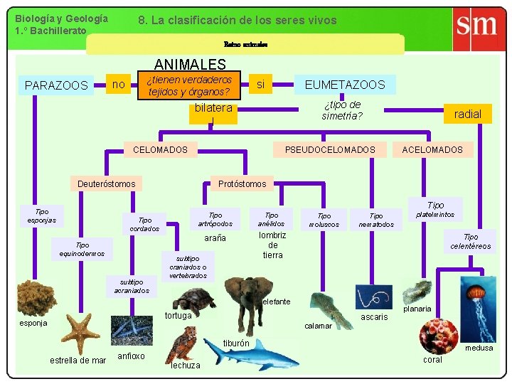 Biología y Geología 1. º Bachillerato 8. La clasificación de los seres vivos Reino Biología y Geología 1. º Bachillerato 8. La clasificación de los seres vivos Reino